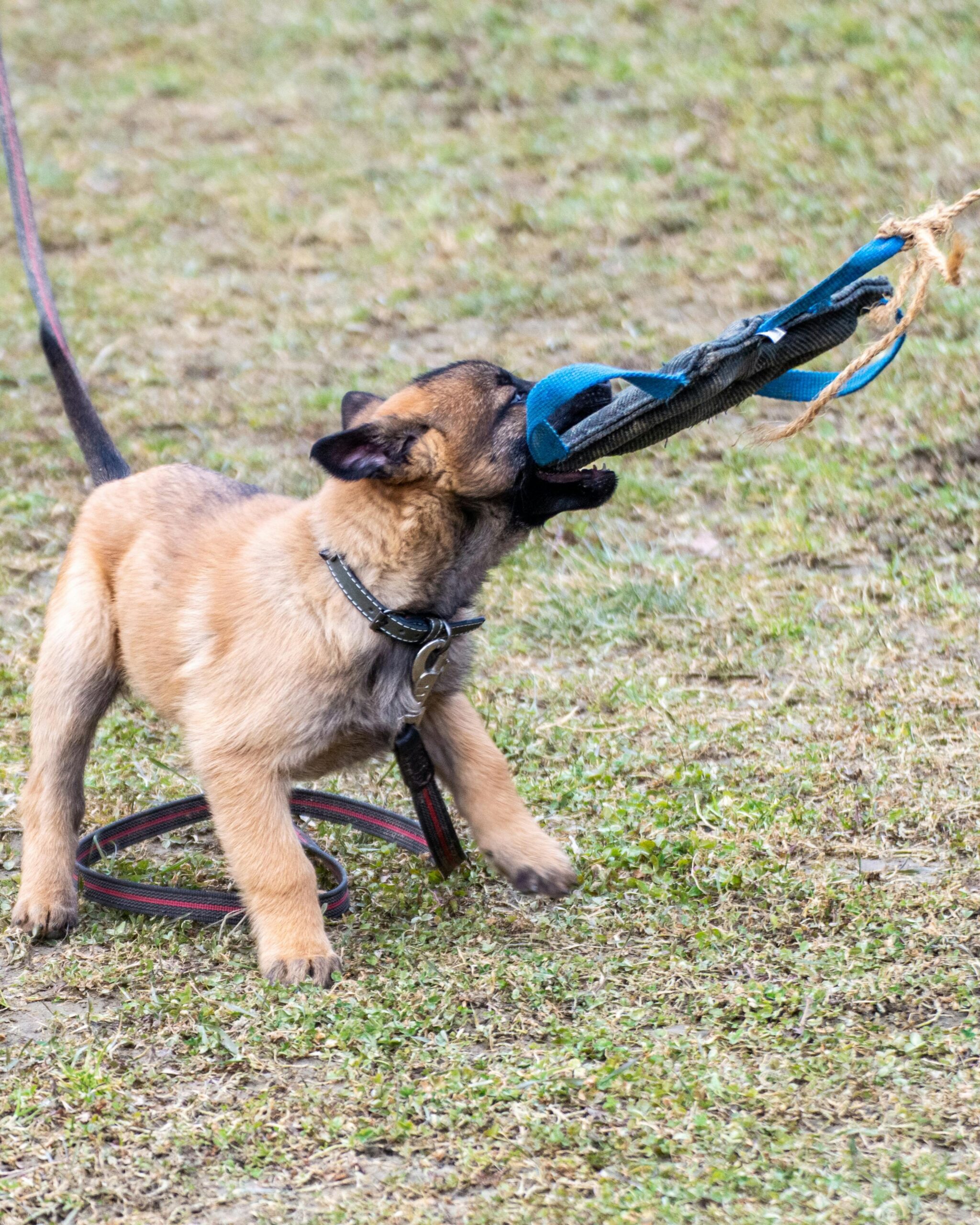 pexels-anton-kudryashov-118639843-15690581 Dog Bite Tug Training Pillow with Dual Handles - Image 3