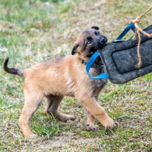 Dog Bite Tug Training Pillow with Dual Handles