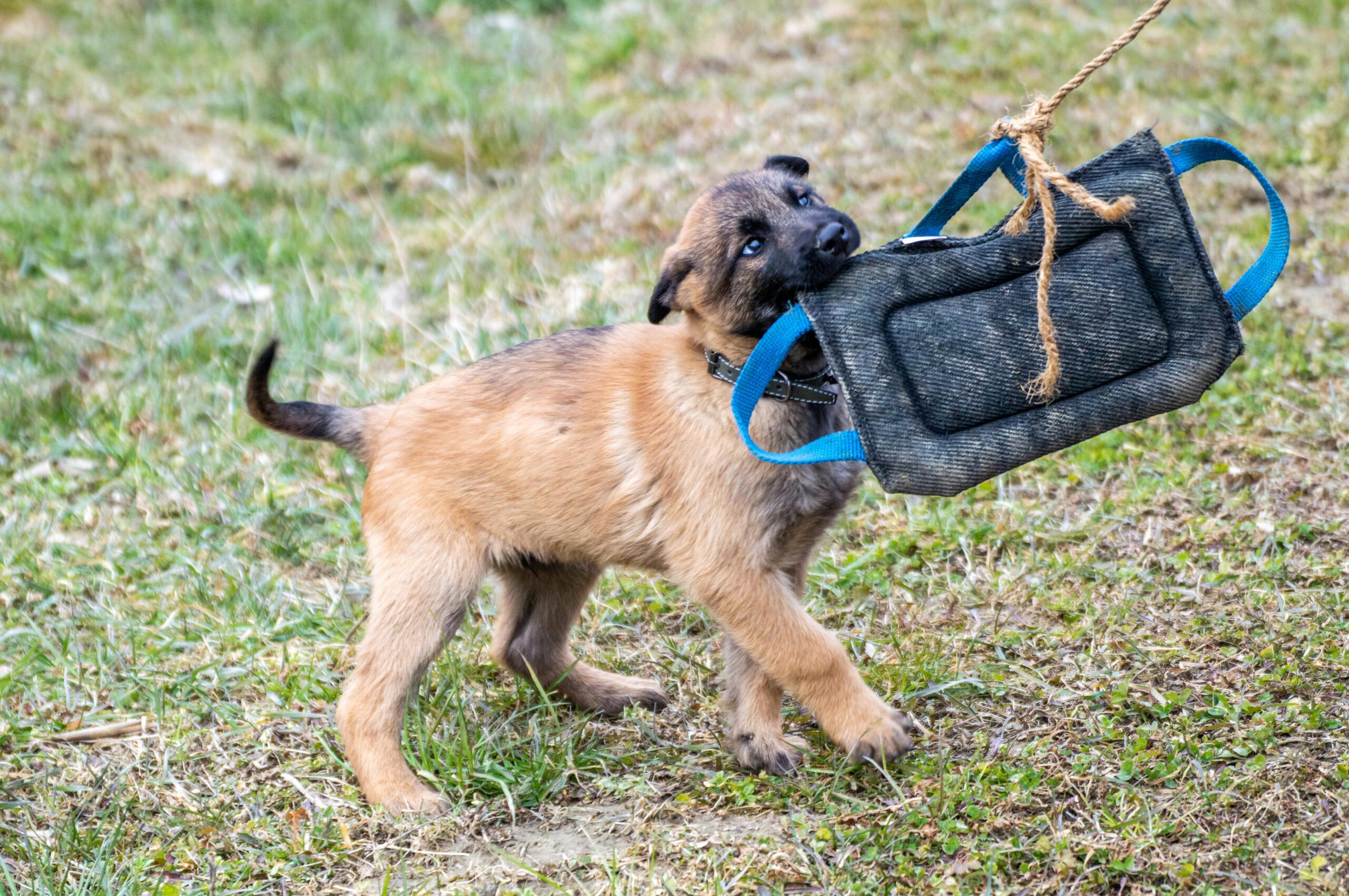 pexels-anton-kudryashov-118639843-15690601 Dog Bite Tug Training Pillow with Dual Handles