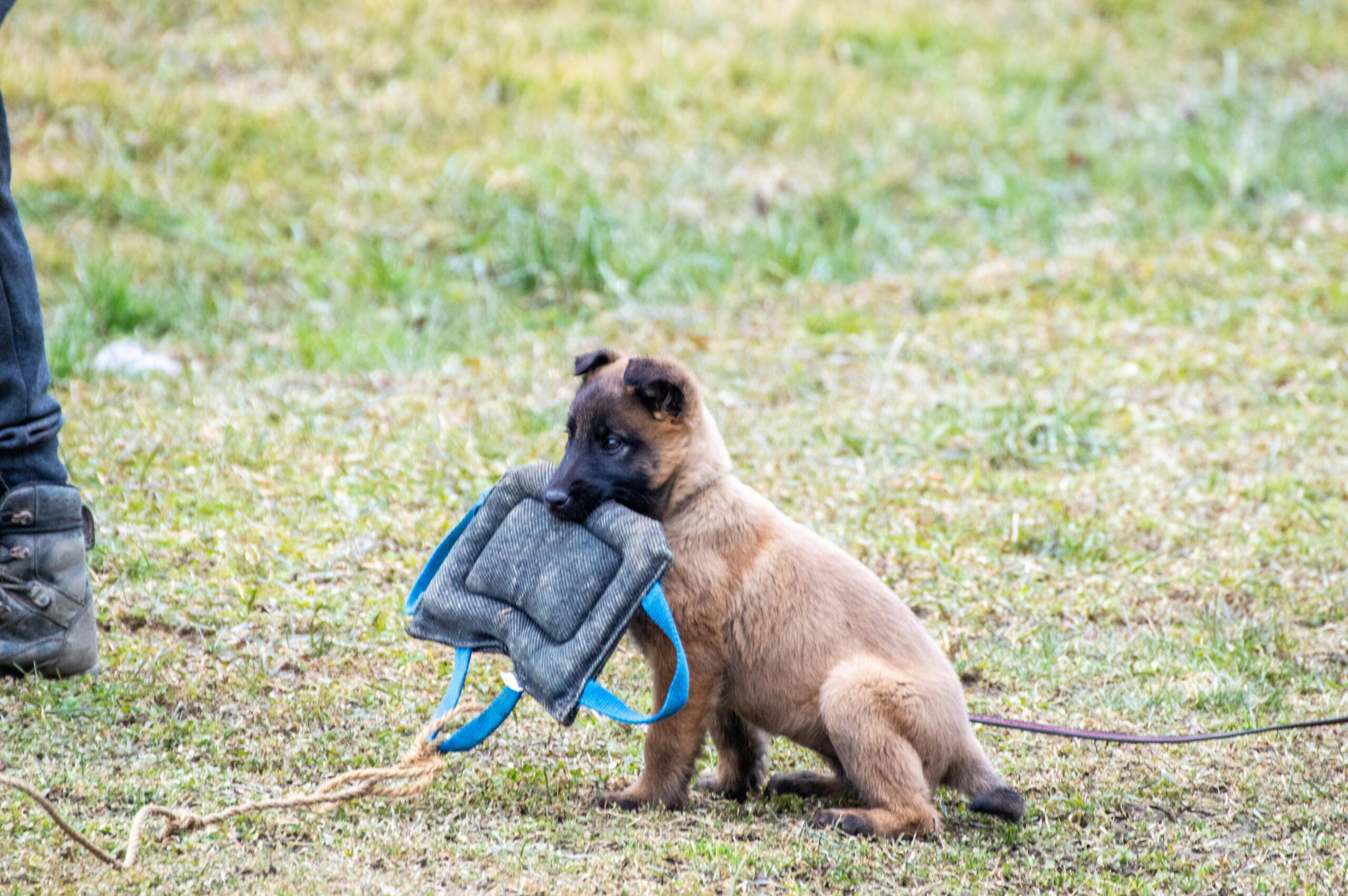 pexels-anton-kudryashov-118639843-15690639 Dog Bite Tug Training Pillow with Dual Handles - Image 2