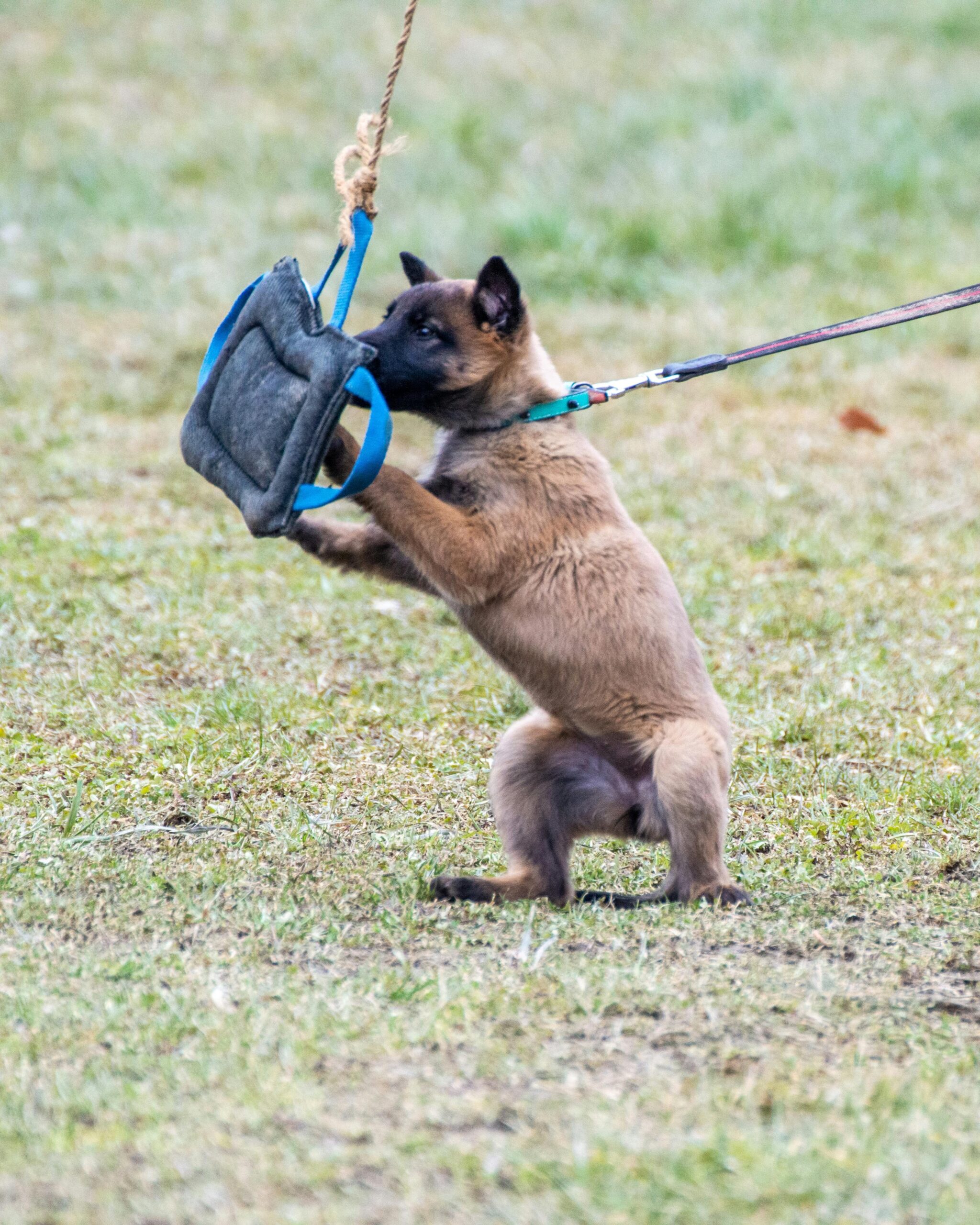 pexels-anton-kudryashov-118639843-15690640 Dog Bite Tug Training Pillow with Dual Handles - Image 4