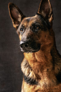 Portrait German Shepherd Dog Black 200x300